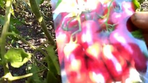 Томат корейский длинноплодный