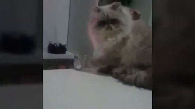 САМОЕ СМЕШНЫЕ ВИДЕО В МИРЕ / ПРО КОТОВ #1 смотреть онлайн