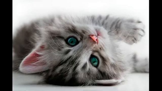 Скример с котиком