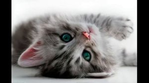 Скример с котиком
