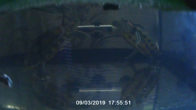 КАК ЗАИГРЫВАЮТ ЧЕРЕПАХИ??? смотреть онлайн