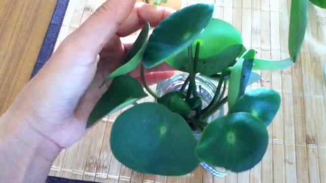 Free the Roots/Pilea Peperomioides смотреть онлайн