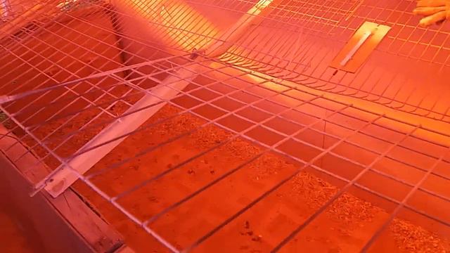 Индюшатам 22 дня смотреть онлайн