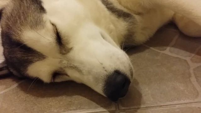 Хаски/Маламут Тэя отдыхает смотреть онлайн