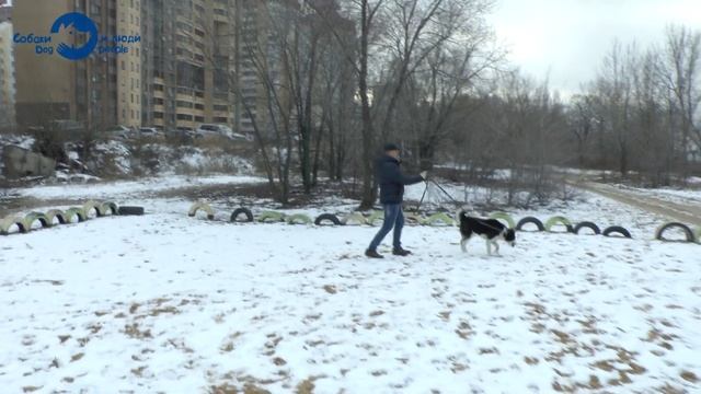 Готовимся к праздникам. Приучаем собаку не бояться громких звуков (инструктор Андрей Курбатов) смотреть онлайн