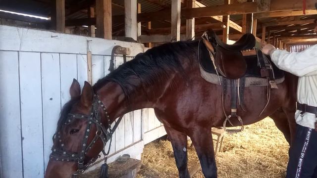 Американский рысак смотреть онлайн