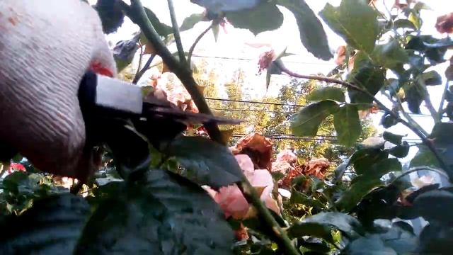 Летняя обрезка плетистой розы "Полька" в виде шраба после цветения, стремительный рост побегов и др смотреть онлайн