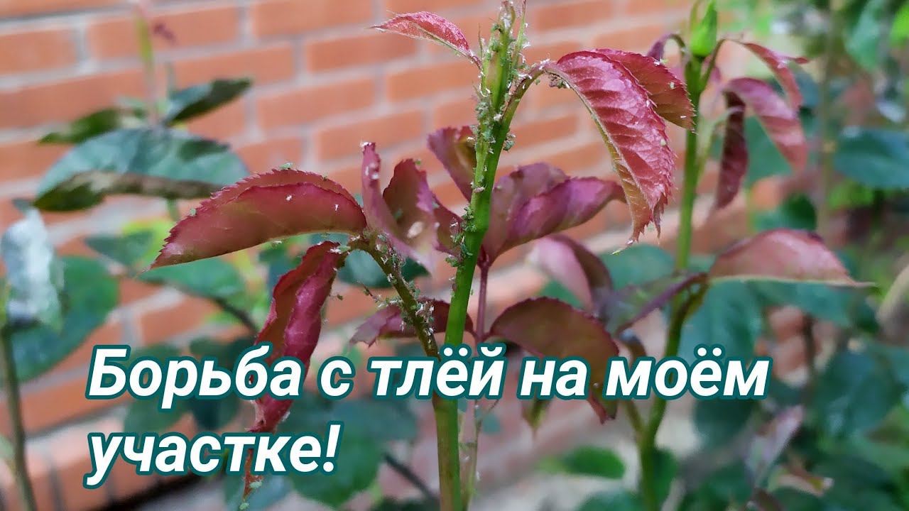 Тля! Методы борьбы с вредителем. смотреть онлайн