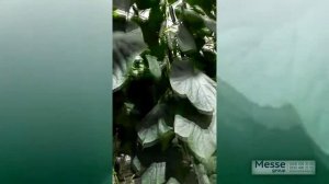 СВ 4097 ЦВ F1 - очень ранний гибрид огурца корнишона