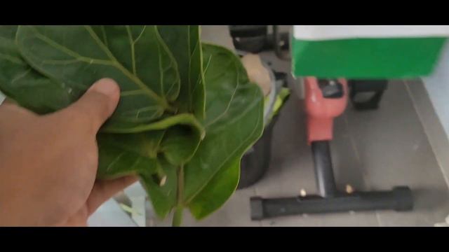 INDOOR PLANT! INDAH DAN MENDAMAIKAN, CARA BIAK FIDDLE LEAF FIQ, BAMBINO & MONEY PLANT DENGAN MUDAH! смотреть онлайн