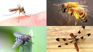 Изучаем насекомых. Викторина о насекомых для детей