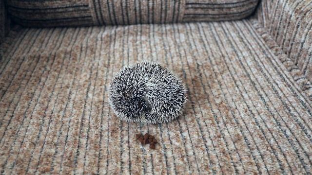 Мой африканский ёжик смотреть онлайн