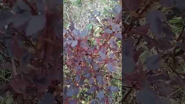 Донна Мэй -пузыреплодник смотреть онлайн