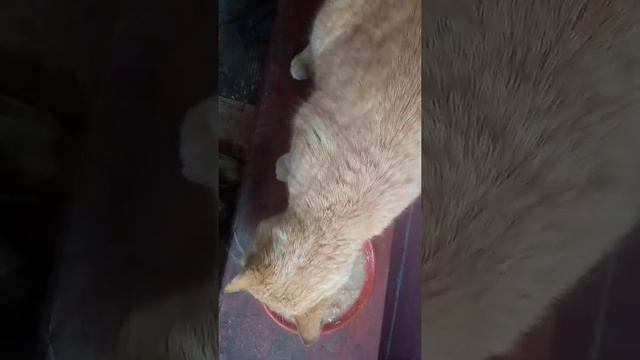 Котик Рыжик пришел на обед!!! смотреть онлайн