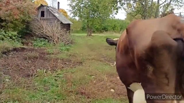 Пришли в себя, будем снимать дальше! В деревне на хозяйстве))) смотреть онлайн