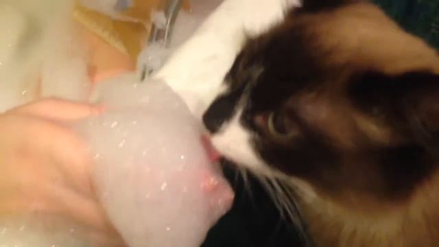 Кот ест пену смотреть онлайн