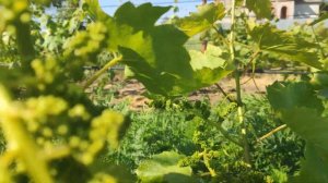 Потенциальная урожайность винограда Миланка и Ливия.