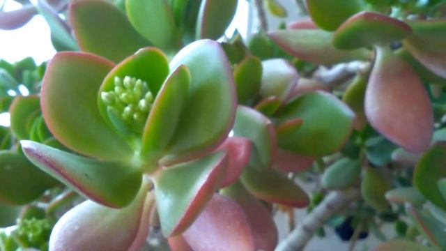 Цветение крассулы. часть №1 смотреть онлайн