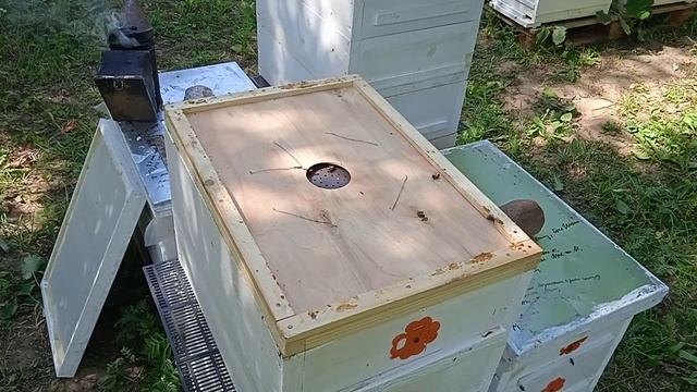 медосбор 2021 продолжается, показываю какие травы цветут рядом))) смотреть онлайн