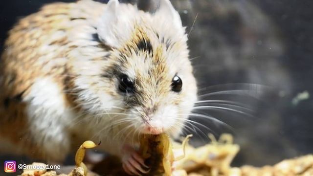 ЕСТЬ ЛИ У ЖИВОТНЫХ СВОЙ ЯЗЫК? смотреть онлайн