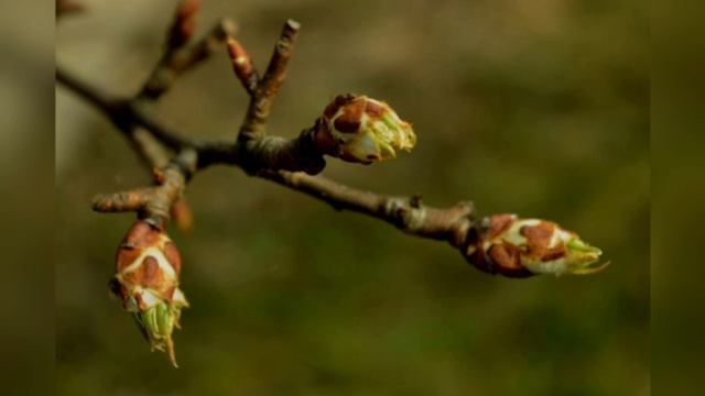 Весна. Как появляются листочки