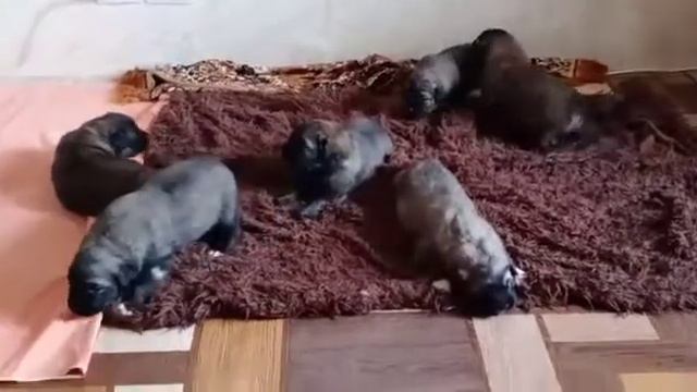 Щенки породы Московская сторожевая смесь Люксембург. смотреть онлайн