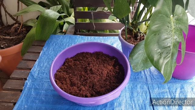 Монстера(Monstera deliciosa) Уход и Пересадка смотреть онлайн