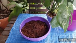 Монстера(Monstera deliciosa) Уход  и Пересадка