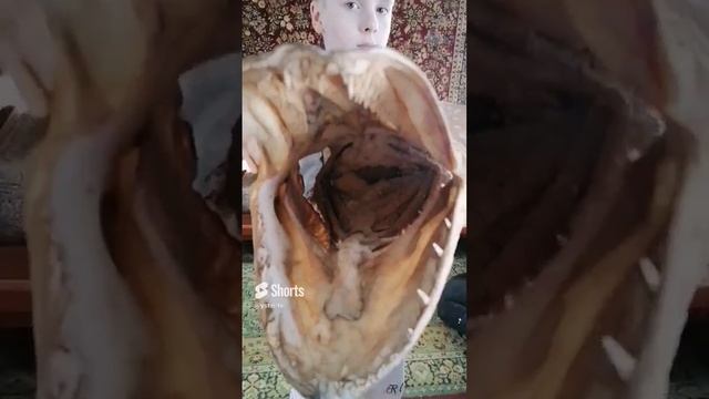 Устин и чучело щуки. #shorts смотреть онлайн