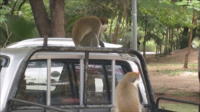 Sodere Resort, Ethiopia смотреть онлайн