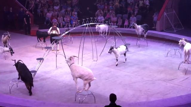 Дрессированные козлы! Цирк. Казань. 22 Июня. 2019 (3). смотреть онлайн