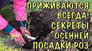 ХОТИТЕ чтобы РОЗЫ НЕ ПОГИБЛИ? Посадите ИХ ТАК! Посадка РОЗ ОСЕНЬЮ! ПОДРОБНАЯ ИНСТРУКЦИЯ для НОВИЧКОВ