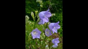 Колокольчики мои  А Толстой