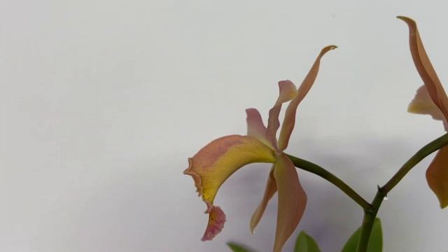 Cattleya Fulvescens (dowiana X Forbesii)