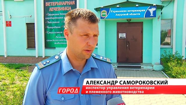 Соцсети заполонили объявления о пропаже питомцев в Благовещенске смотреть онлайн