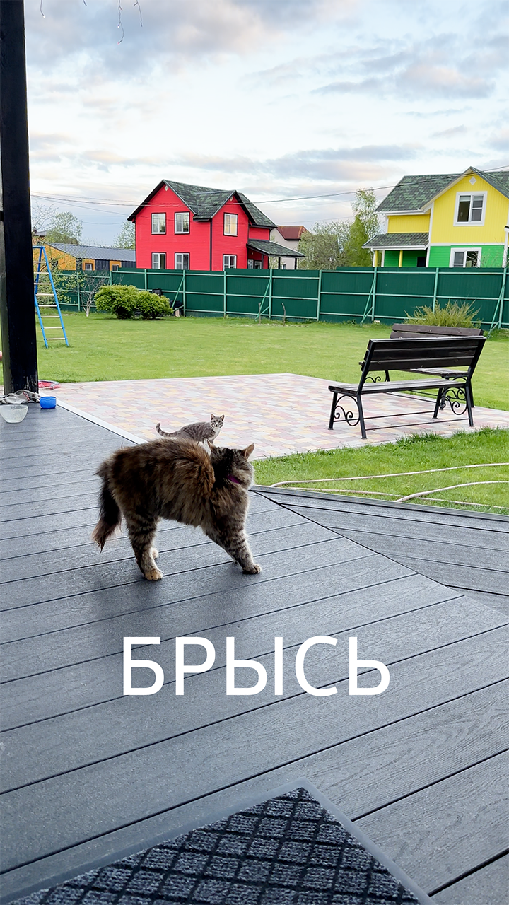 Катюша прогоняет Чужака одним взглядом 🐈 #надаче