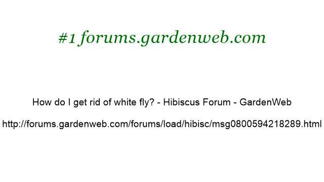 White Bugs On Hibiscus смотреть онлайн