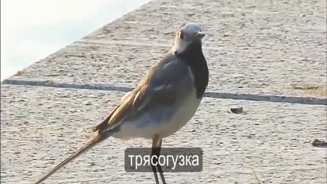 Окружающий мир. Птицы лесные жители 13.04.20 смотреть онлайн