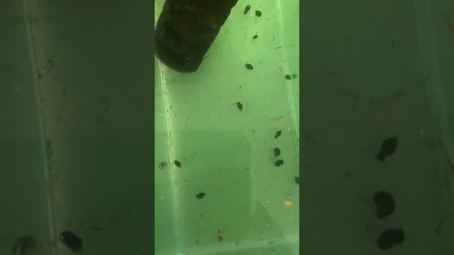 Аквариумные рыбки. Разведение рыбок. Тернеции гло. Рыбкам 2 недели. shorts смотреть онлайн