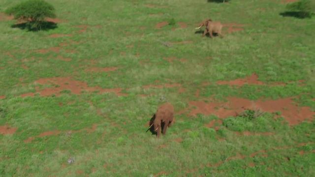Auditing and Validating Data: Great Elephant Census смотреть онлайн