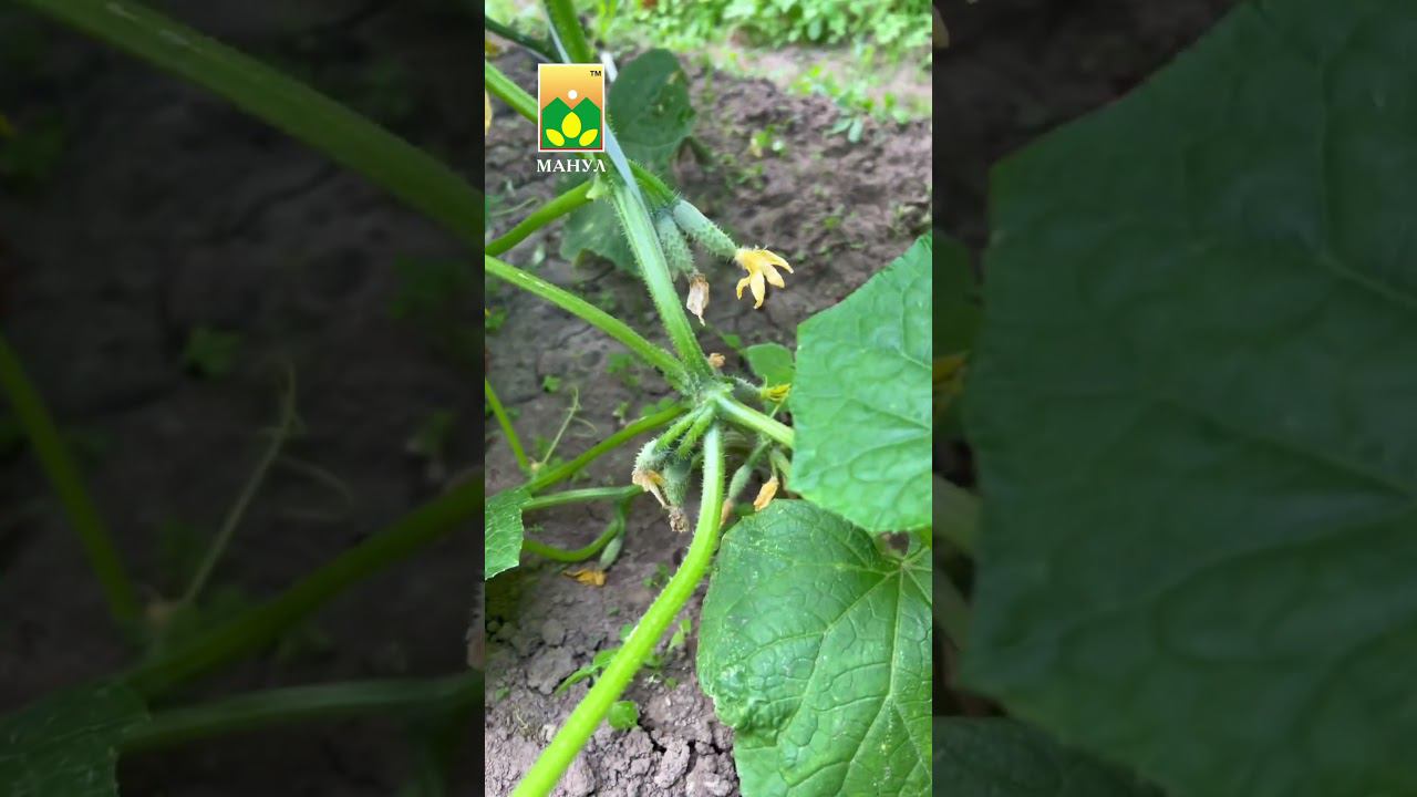 ПРИЩИПЫВАТЬ ИЛИ НЕТ❓ #агроном #совет #агрофирма #агрофирмаманул #огурцы #семена #сад #дача #огород