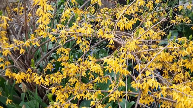 Форзиция,Луизиания,Камнеломка и Бересклет в моем весеннем саду!!! смотреть онлайн