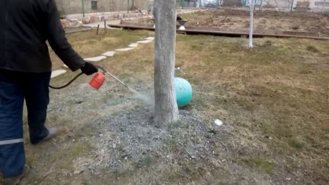 Побелка деревьев в XXI веке / Whitewashing of garden trees смотреть онлайн
