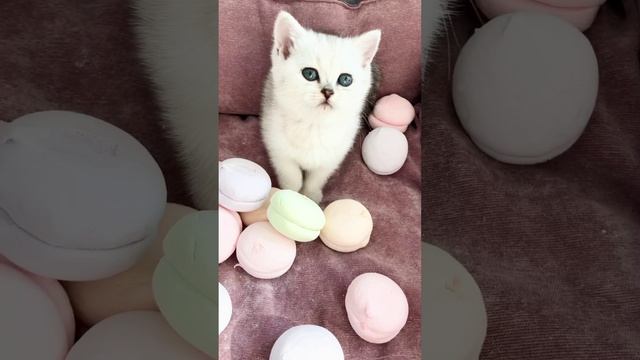 Котята кошки Кайли и котика Маню