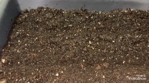 Астра. Сею семена. Цветение астры « Принцесса БЕНЕРИ».