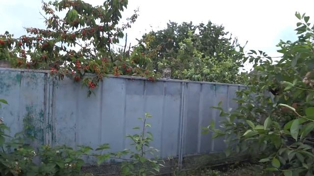 КУБАНЬ.СОБРАЛИ ВИШНЮ? РАЗВОД ОТ ЭЛЬДОРАДО, ПОДСУНУЛИ НЕ ТОТ УТЮГ смотреть онлайн