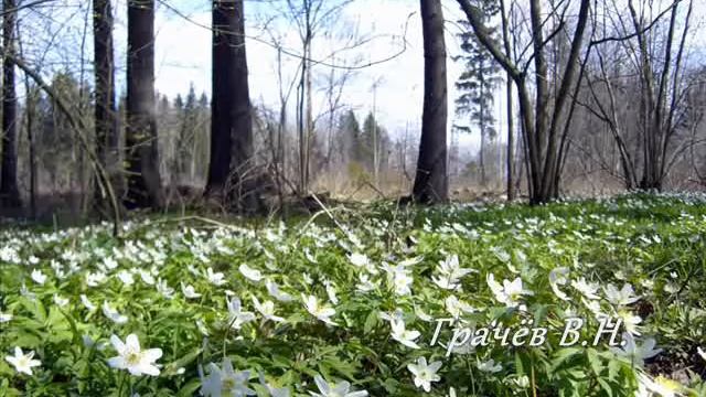 Подснежник-самый первый из цветов.... смотреть онлайн