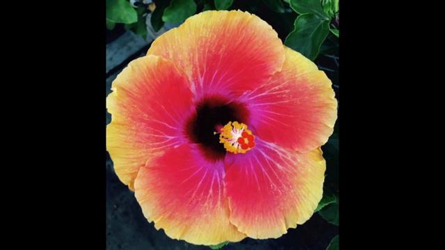 Liquorice Bullet - Hibiscus смотреть онлайн