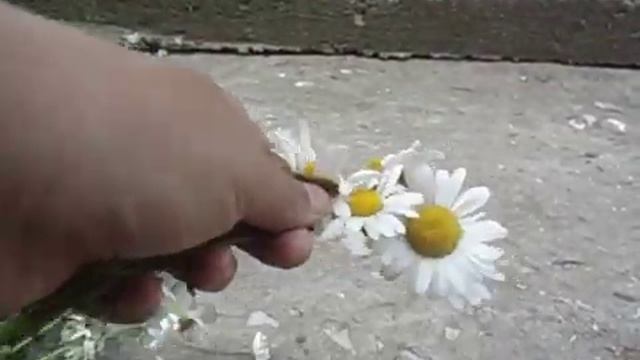 Показываю как делать венок из ромашек смотреть онлайн