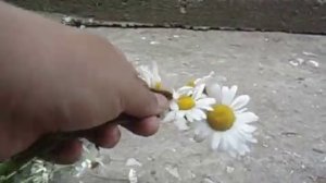Показываю как делать венок из ромашек